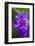 Purple Flower. Costa Rica. Central America-Tom Norring-Framed Photographic Print