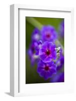 Purple Flower. Costa Rica. Central America-Tom Norring-Framed Photographic Print