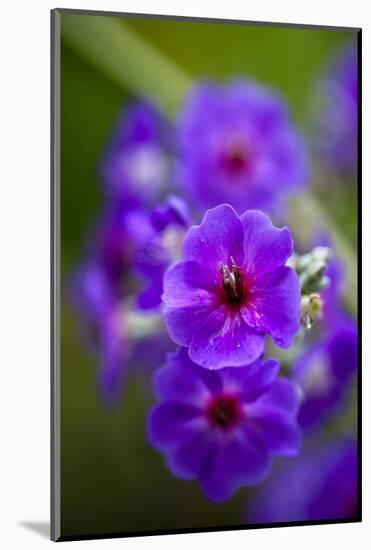 Purple Flower. Costa Rica. Central America-Tom Norring-Mounted Photographic Print