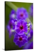 Purple Flower. Costa Rica. Central America-Tom Norring-Stretched Canvas