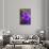 Purple Flower. Costa Rica. Central America-Tom Norring-Stretched Canvas displayed on a wall