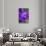 Purple Flower. Costa Rica. Central America-Tom Norring-Stretched Canvas displayed on a wall