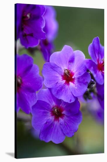 Purple Flower. Costa Rica. Central America-Tom Norring-Stretched Canvas