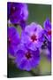 Purple Flower. Costa Rica. Central America-Tom Norring-Stretched Canvas