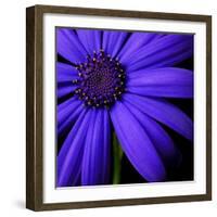 Purple Flower on Black 02-Tom Quartermaine-Framed Giclee Print