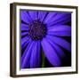 Purple Flower on Black 02-Tom Quartermaine-Framed Giclee Print