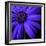 Purple Flower on Black 02-Tom Quartermaine-Framed Giclee Print