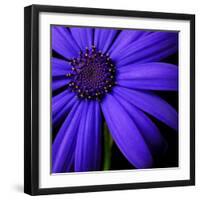 Purple Flower on Black 02-Tom Quartermaine-Framed Giclee Print