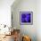 Purple Flower on Black 02-Tom Quartermaine-Framed Giclee Print displayed on a wall