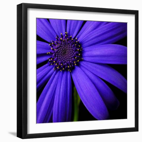 Purple Flower on Black 02-Tom Quartermaine-Framed Giclee Print