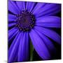 Purple Flower on Black 02-Tom Quartermaine-Mounted Giclee Print