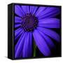 Purple Flower on Black 02-Tom Quartermaine-Framed Stretched Canvas