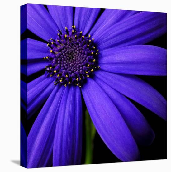 Purple Flower on Black 02-Tom Quartermaine-Stretched Canvas