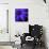 Purple Flower on Black 02-Tom Quartermaine-Giclee Print displayed on a wall