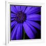 Purple Flower on Black 02-Tom Quartermaine-Framed Giclee Print