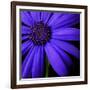 Purple Flower on Black 02-Tom Quartermaine-Framed Giclee Print