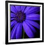 Purple Flower on Black 02-Tom Quartermaine-Framed Giclee Print