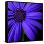 Purple Flower on Black 02-Tom Quartermaine-Framed Stretched Canvas