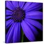 Purple Flower on Black 02-Tom Quartermaine-Stretched Canvas