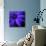 Purple Flower on Black 02-Tom Quartermaine-Giclee Print displayed on a wall