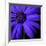 Purple Flower on Black 02-Tom Quartermaine-Framed Giclee Print