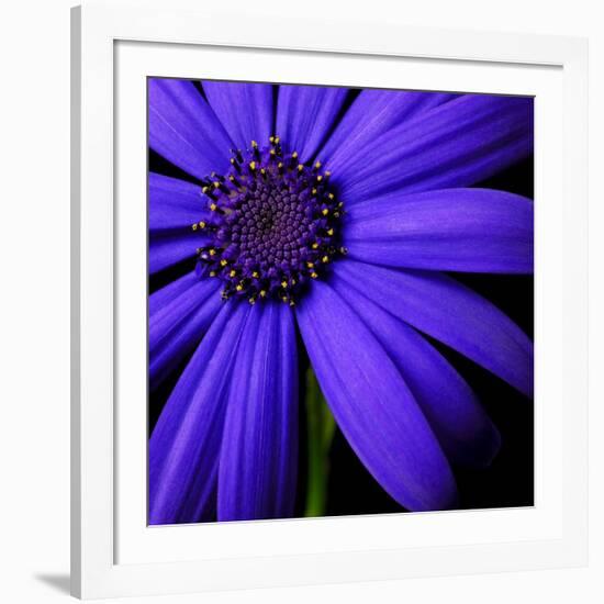 Purple Flower on Black 02-Tom Quartermaine-Framed Giclee Print
