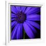 Purple Flower on Black 02-Tom Quartermaine-Framed Giclee Print