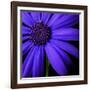 Purple Flower on Black 02-Tom Quartermaine-Framed Giclee Print