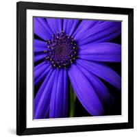 Purple Flower on Black 02-Tom Quartermaine-Framed Giclee Print