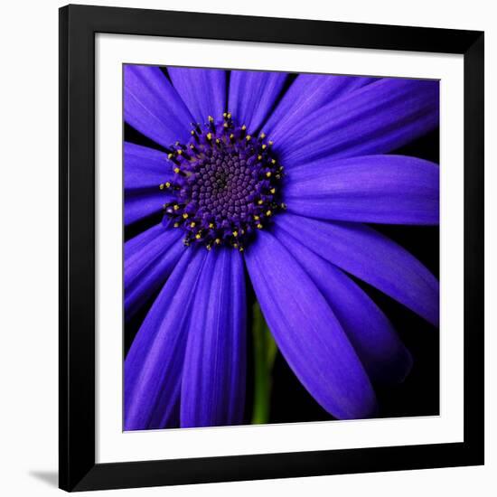 Purple Flower on Black 02-Tom Quartermaine-Framed Giclee Print