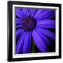 Purple Flower on Black 02-Tom Quartermaine-Framed Giclee Print