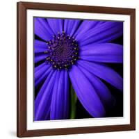 Purple Flower on Black 02-Tom Quartermaine-Framed Giclee Print