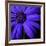 Purple Flower on Black 02-Tom Quartermaine-Framed Giclee Print