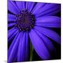 Purple Flower on Black 02-Tom Quartermaine-Mounted Premium Giclee Print