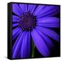 Purple Flower on Black 02-Tom Quartermaine-Framed Stretched Canvas