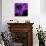 Purple Flower on Black 04-Tom Quartermaine-Giclee Print displayed on a wall