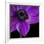 Purple Flower on Black 04-Tom Quartermaine-Framed Giclee Print