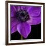 Purple Flower on Black 04-Tom Quartermaine-Framed Giclee Print