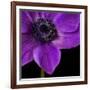 Purple Flower on Black 04-Tom Quartermaine-Framed Giclee Print