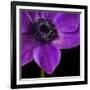 Purple Flower on Black 04-Tom Quartermaine-Framed Giclee Print