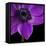 Purple Flower on Black 04-Tom Quartermaine-Framed Stretched Canvas