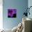 Purple Flower on Black 04-Tom Quartermaine-Giclee Print displayed on a wall