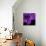 Purple Flower on Black 04-Tom Quartermaine-Giclee Print displayed on a wall