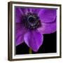 Purple Flower on Black 04-Tom Quartermaine-Framed Giclee Print