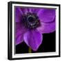 Purple Flower on Black 04-Tom Quartermaine-Framed Giclee Print