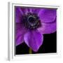 Purple Flower on Black 04-Tom Quartermaine-Framed Giclee Print