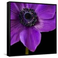 Purple Flower on Black 04-Tom Quartermaine-Framed Stretched Canvas