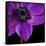 Purple Flower on Black 04-Tom Quartermaine-Framed Stretched Canvas