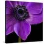 Purple Flower on Black 04-Tom Quartermaine-Stretched Canvas