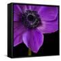 Purple Flower on Black 04-Tom Quartermaine-Framed Stretched Canvas